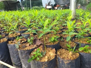 Cây Đàn Hương Là Gì? Khám Phá "Vàng Xanh" Mang Giá Trị Vượt Thời Gian