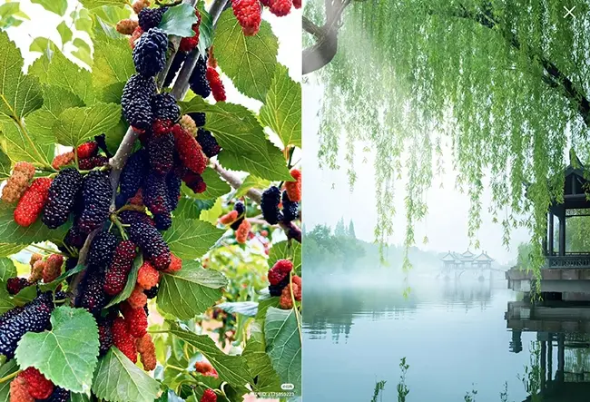 Trồng Cây Trước Cửa Nhà: Hóa Giải Lời Răn Của Cổ Nhân Cho Cuộc Sống Hiện Đại