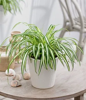 Cây dây nhện để bàn PITO