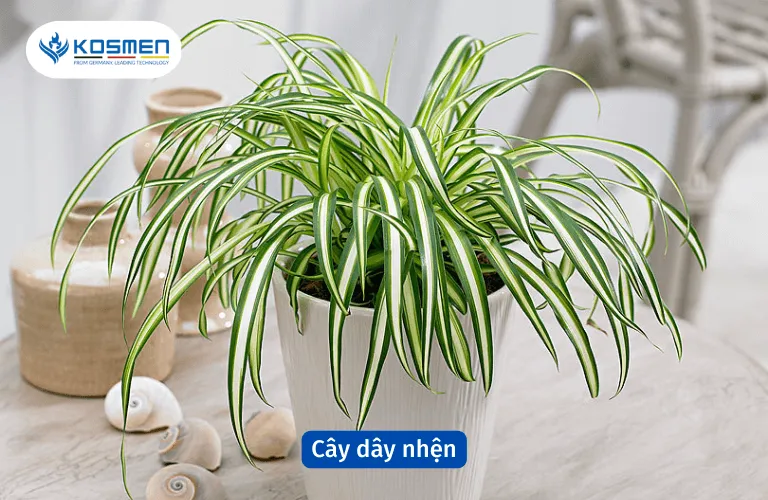 Cây dây nhện hút ẩm hiệu quả mùa nồm