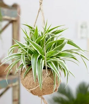 Cây dây nhện treo PITO