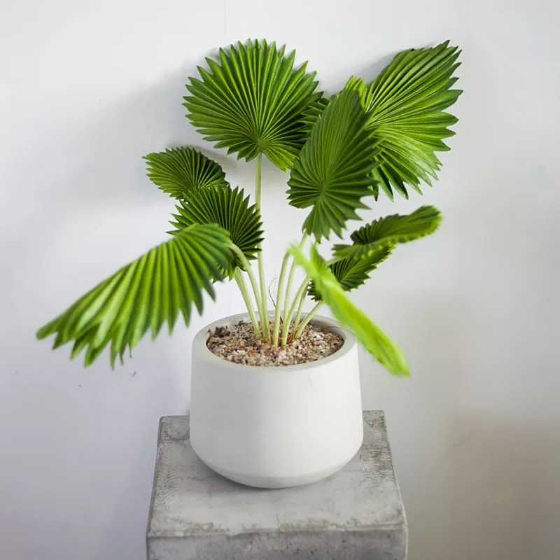 Trang trí bàn làm việc người mệnh Kim với cây Cọ cảnh