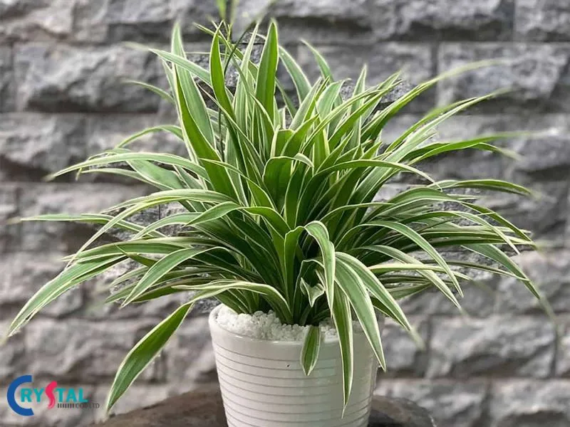 Cây Dây Nhện đem lại may mắn cho người mệnh Kim