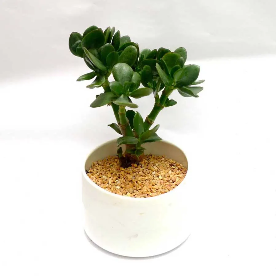 Cây Ngọc Bích giúp thu hút may mắn và sự viên mãn