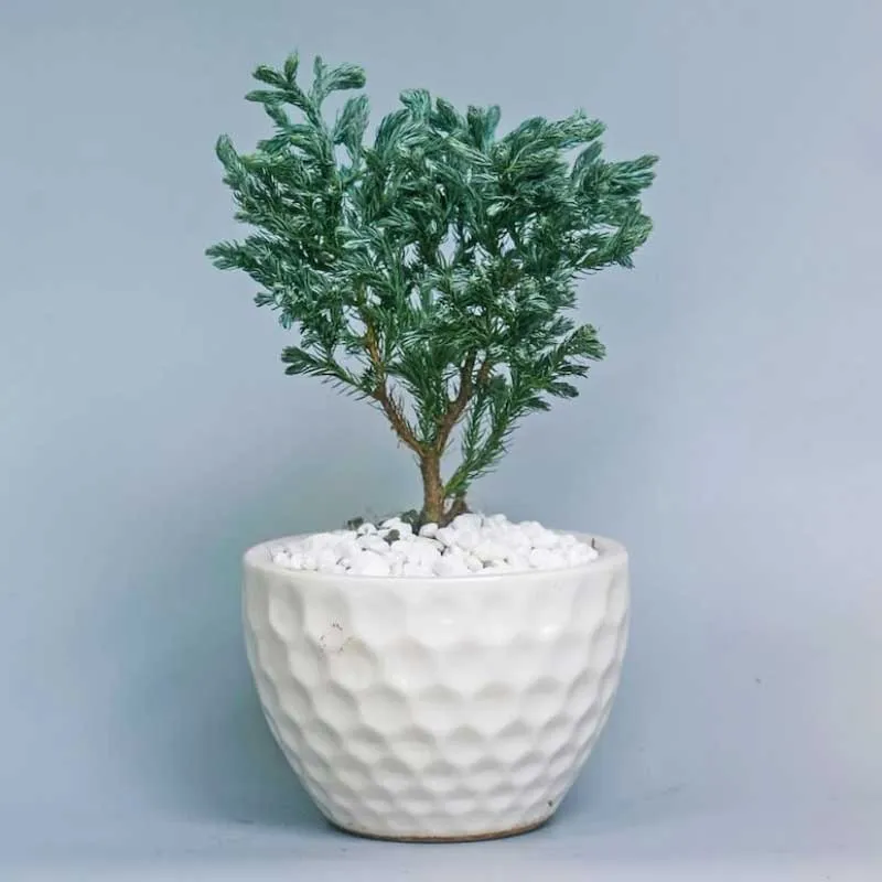 Cây Tuyết Tùng mini mang lại sự vững chắc và trường thọ