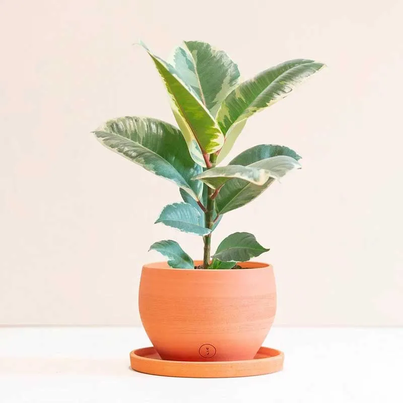 Đa Búp Đỏ hội tụ may mắn, quyền lực và sự nhiệt huyết