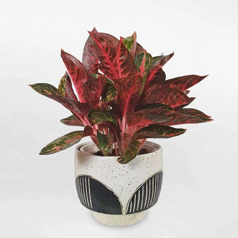 Cây Thịnh Vượng mang đến cuộc sống sung túc và bình an