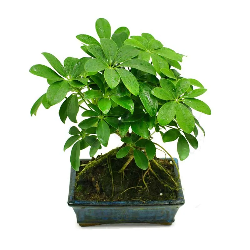 Cây Ngũ Gia Bì giúp tinh thần minh mẫn