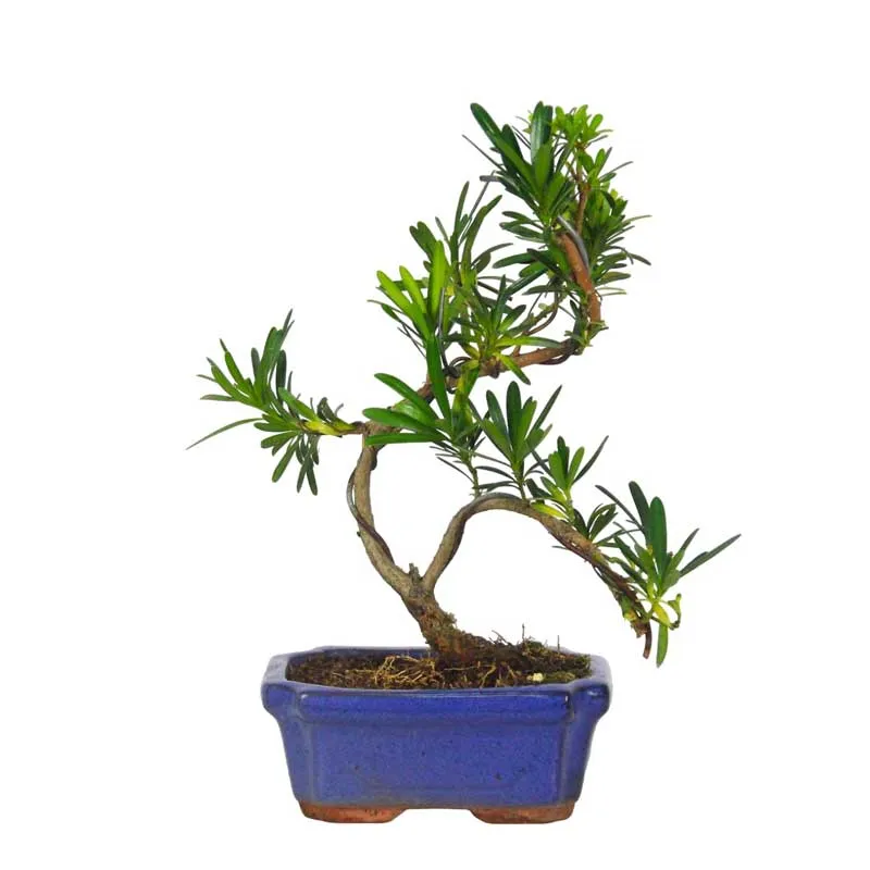 Tùng La Hán giúp người mệnh Thủy kiên định và bản lĩnh hơn