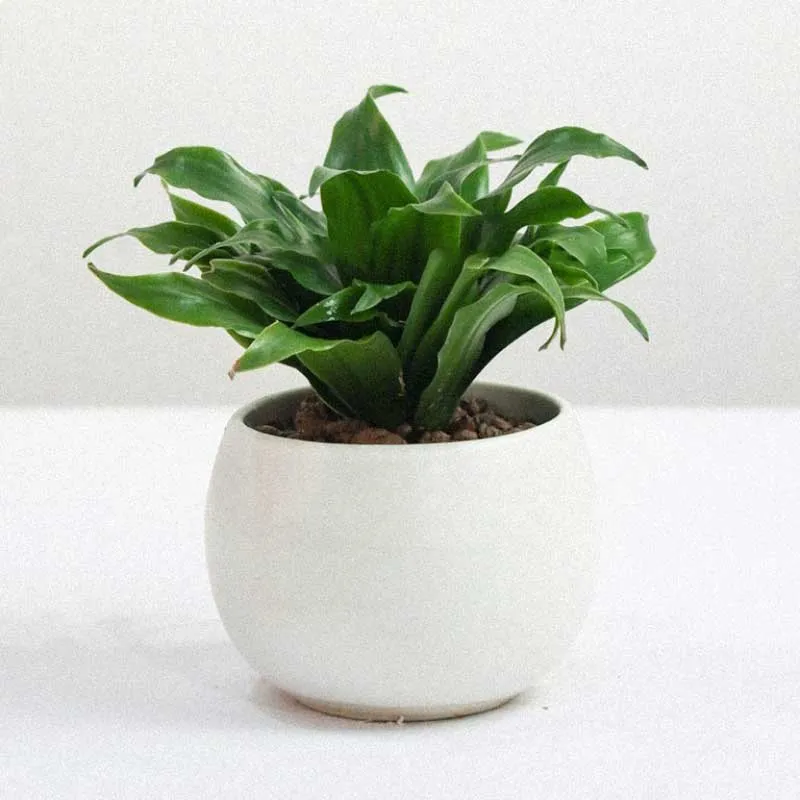 Phát Tài Úc tượng trưng cho sự thăng tiến không ngừng trong sự nghiệp