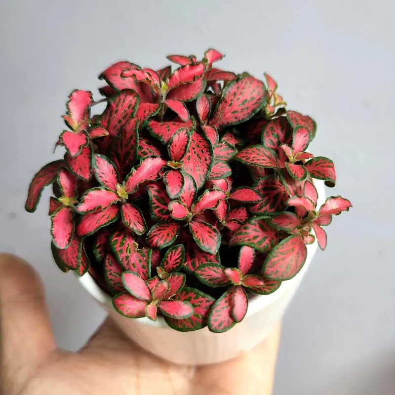 Cây Hồng Môn rực rỡ tiếp thêm năng lượng