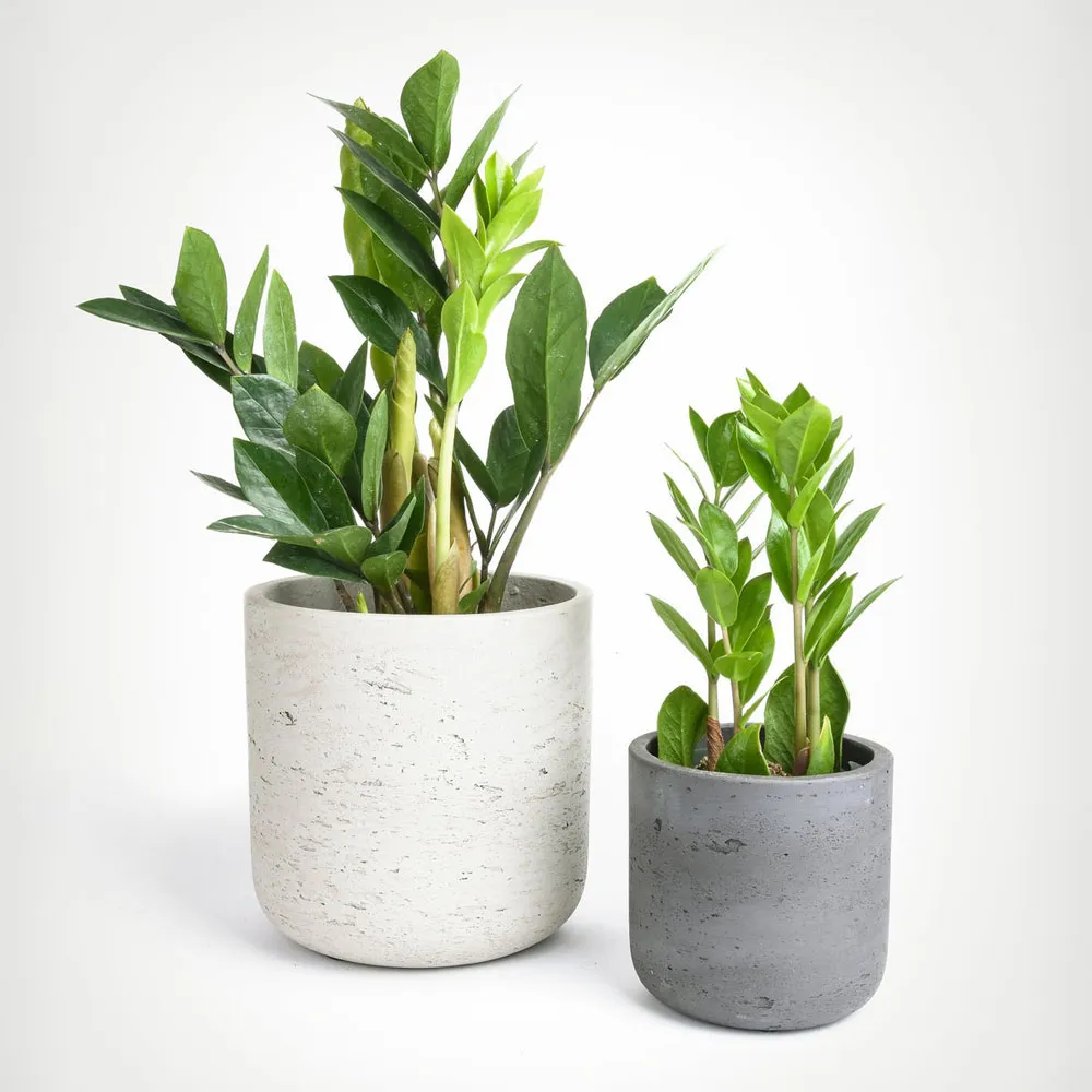 Cây Kim Tiền mang lại thịnh vượng năm 2026