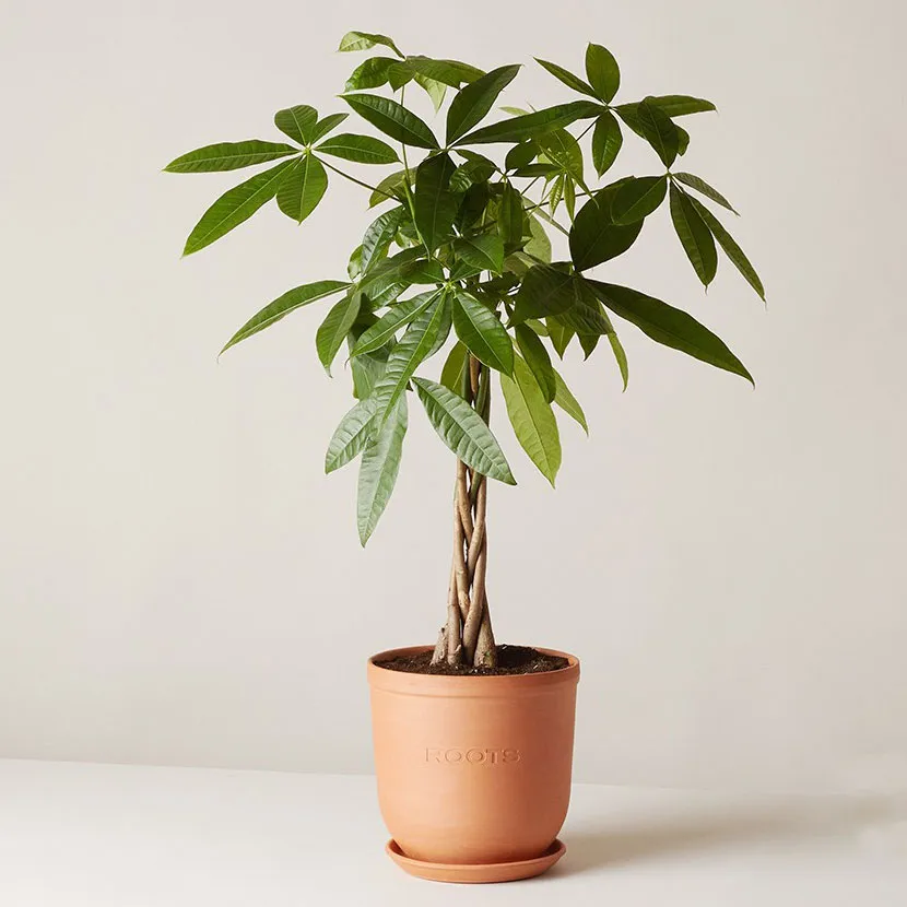 Cây Kim Ngân giúp giữ gìn tiền tài và sự cân bằng trong cuộc sống