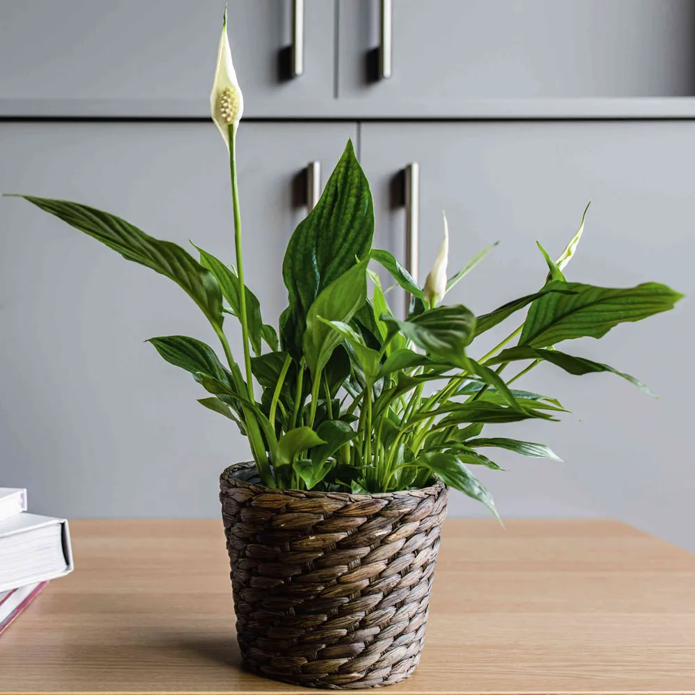 Lan Ý không chỉ đẹp mà còn là bộ lọc không khí tự nhiên hàng đầu