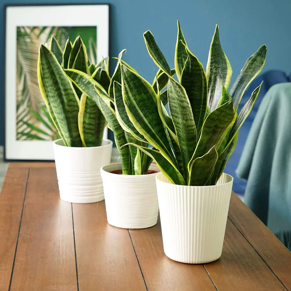 Cây Lưỡi Hổ giúp xua đuổi năng lượng tiêu cực xung quanh bàn làm việc