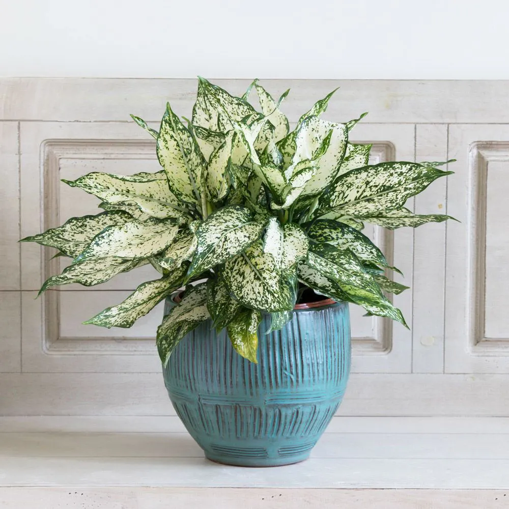 Cây Ngọc Ngân mang vẻ đẹp sang trọng và thu hút quý nhân trợ giúp