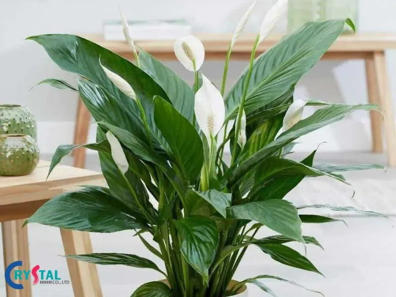 Mệnh Kim trồng cây Lan Ý đem lại không gian tươi mới