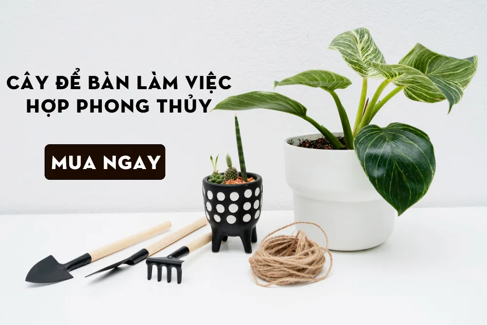 Sử dụng các loại cây phong thủy khác để trang trí không gian