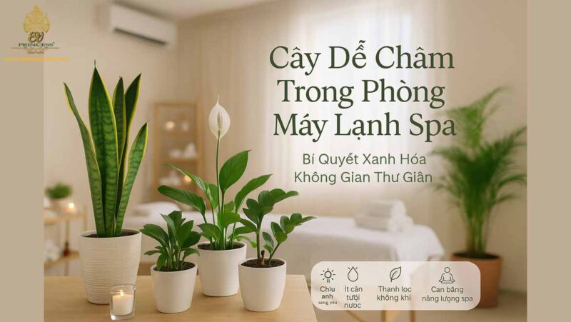 Cây Cảnh Trồng Trong Mát: Bí Quyết Mang Thiên Nhiên Trong Lành Vào Không Gian Sống
