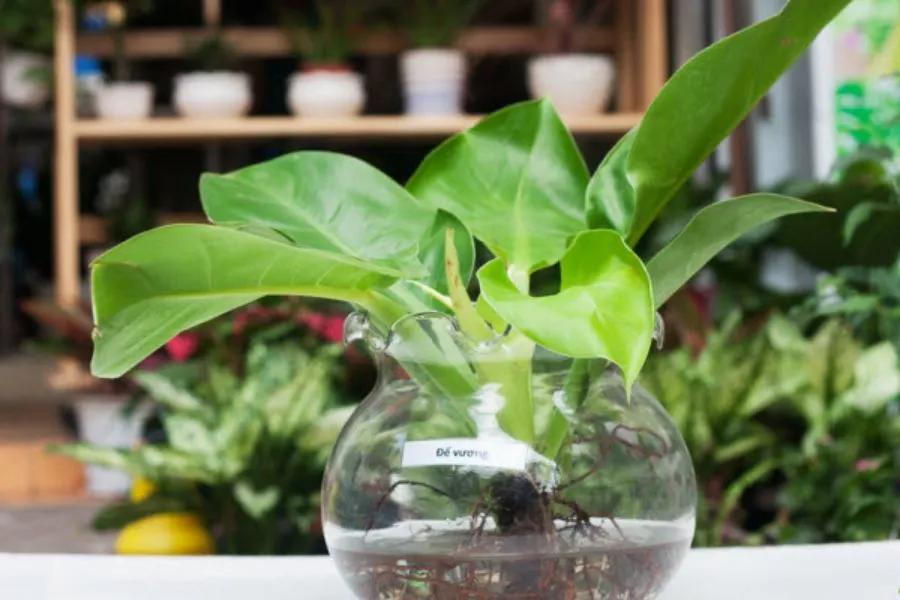 Cây trồng trong nước - Cây đế vương