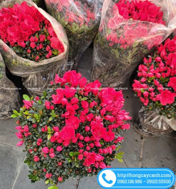 Cách Chăm Sóc Cây Hoa Đỗ Quyên: Bí Quyết Giữ Sắc Xuân Tươi Lâu