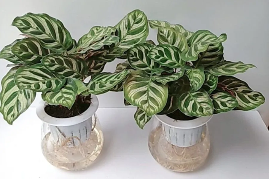 Cây trồng trong nước - Cây đuôi công