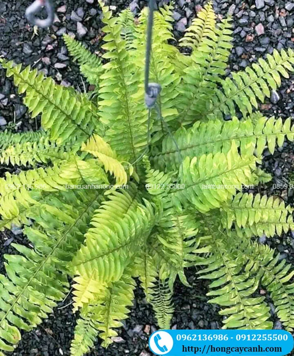 Cây dương xỉ cẩm thạch treo