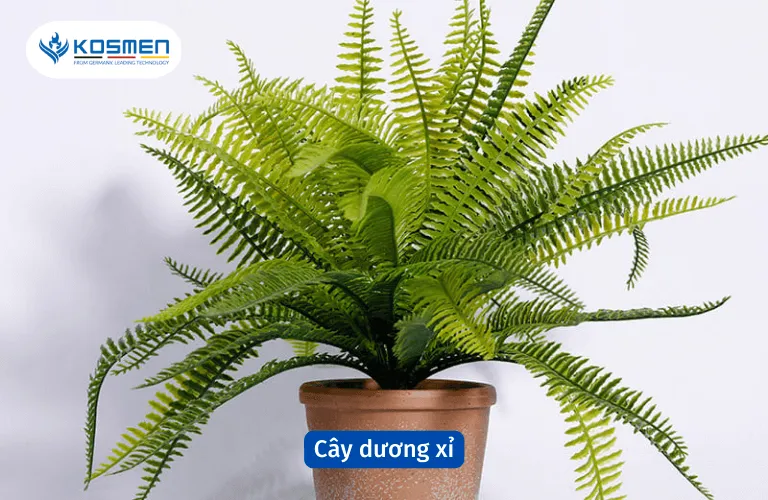 Cây dương xỉ có khả năng hút ẩm tốt trong nhà