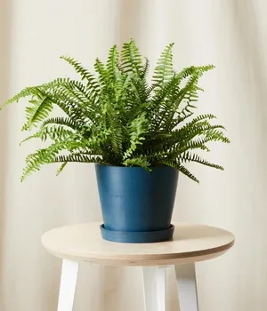 Cây dương xỉ để bàn PITO