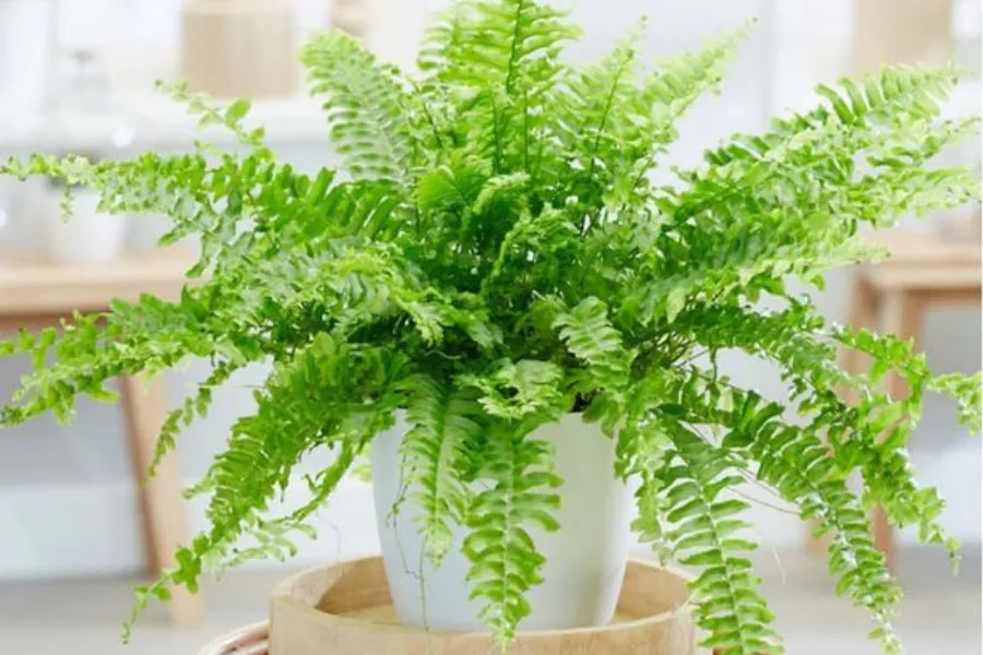 Cây dương xỉ PITO