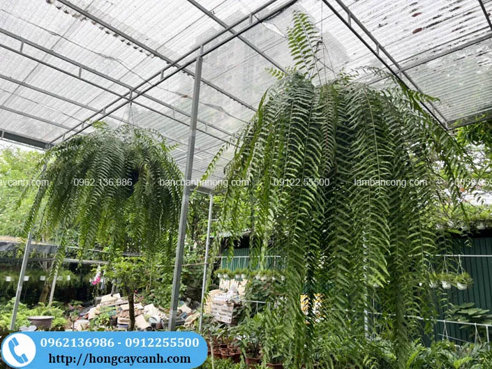 Cây dương xỉ thái thòng rủ