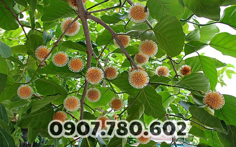 cay-gao-vang-co-hoa-moc-thanh-chum