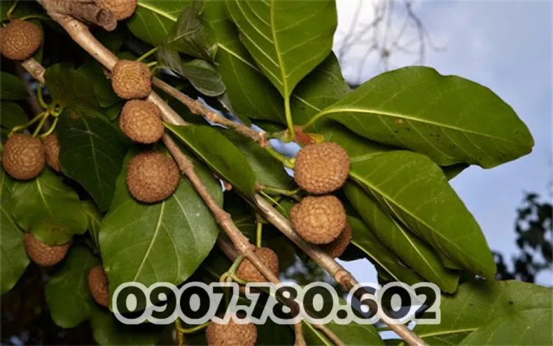 cay-gao-vang-duoc-lieu