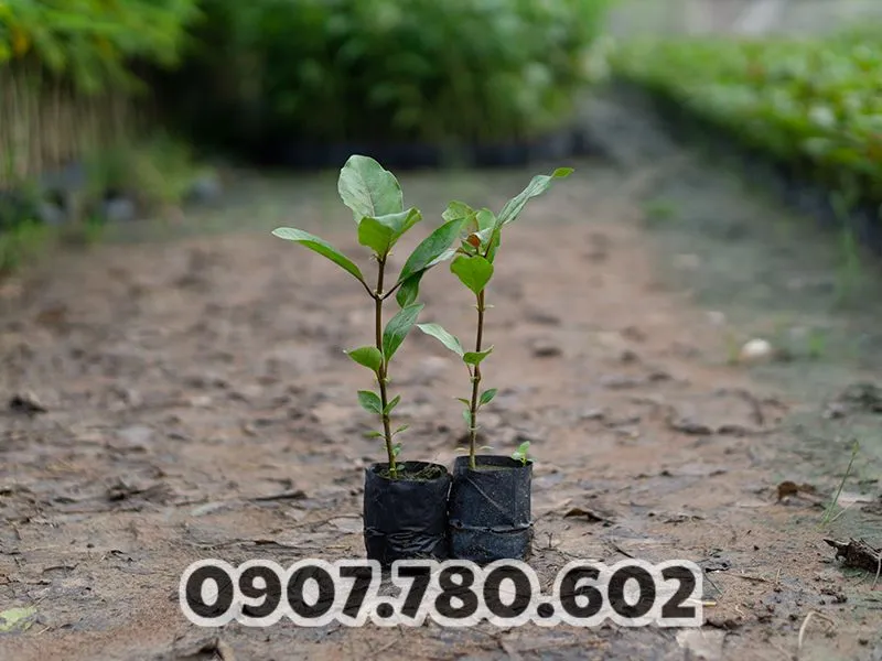 cay-gao-vang-giong-1