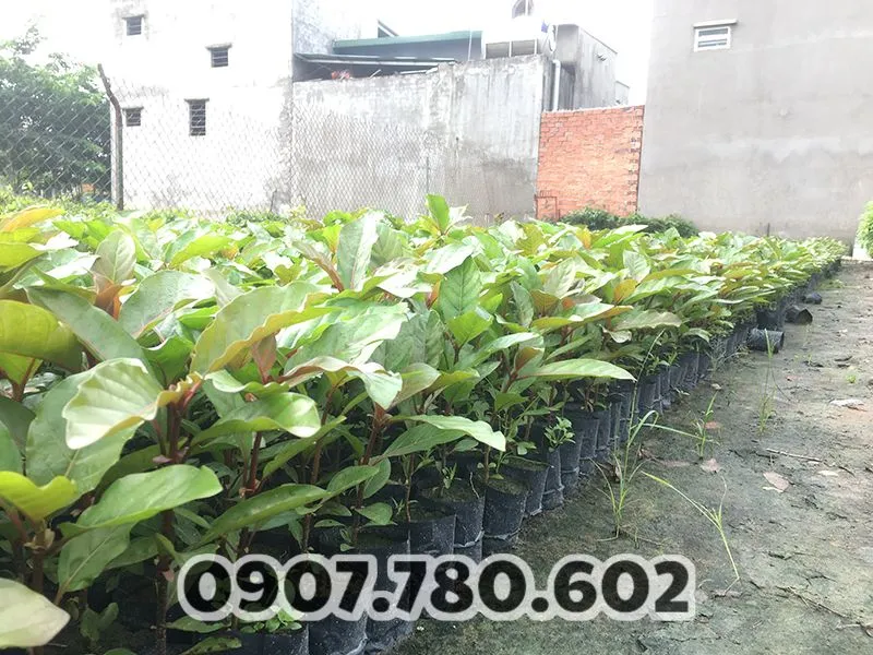 cay-gao-vang-giong-4