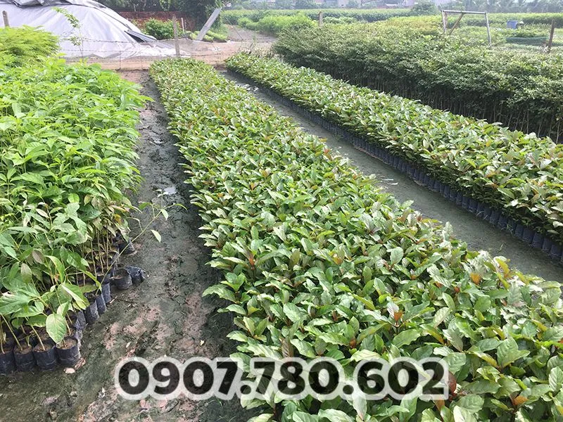 cay-gao-vang-giong-5