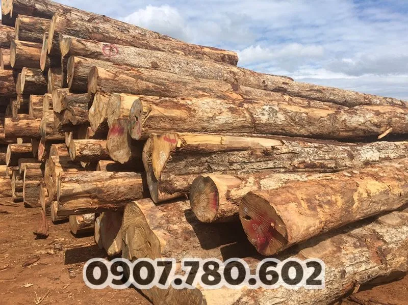 cay-gao-vang-lay-go-tot