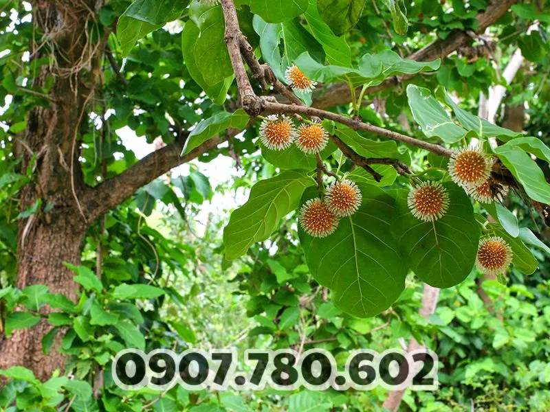 cay-gao-vang-sinh-truong-nhanh