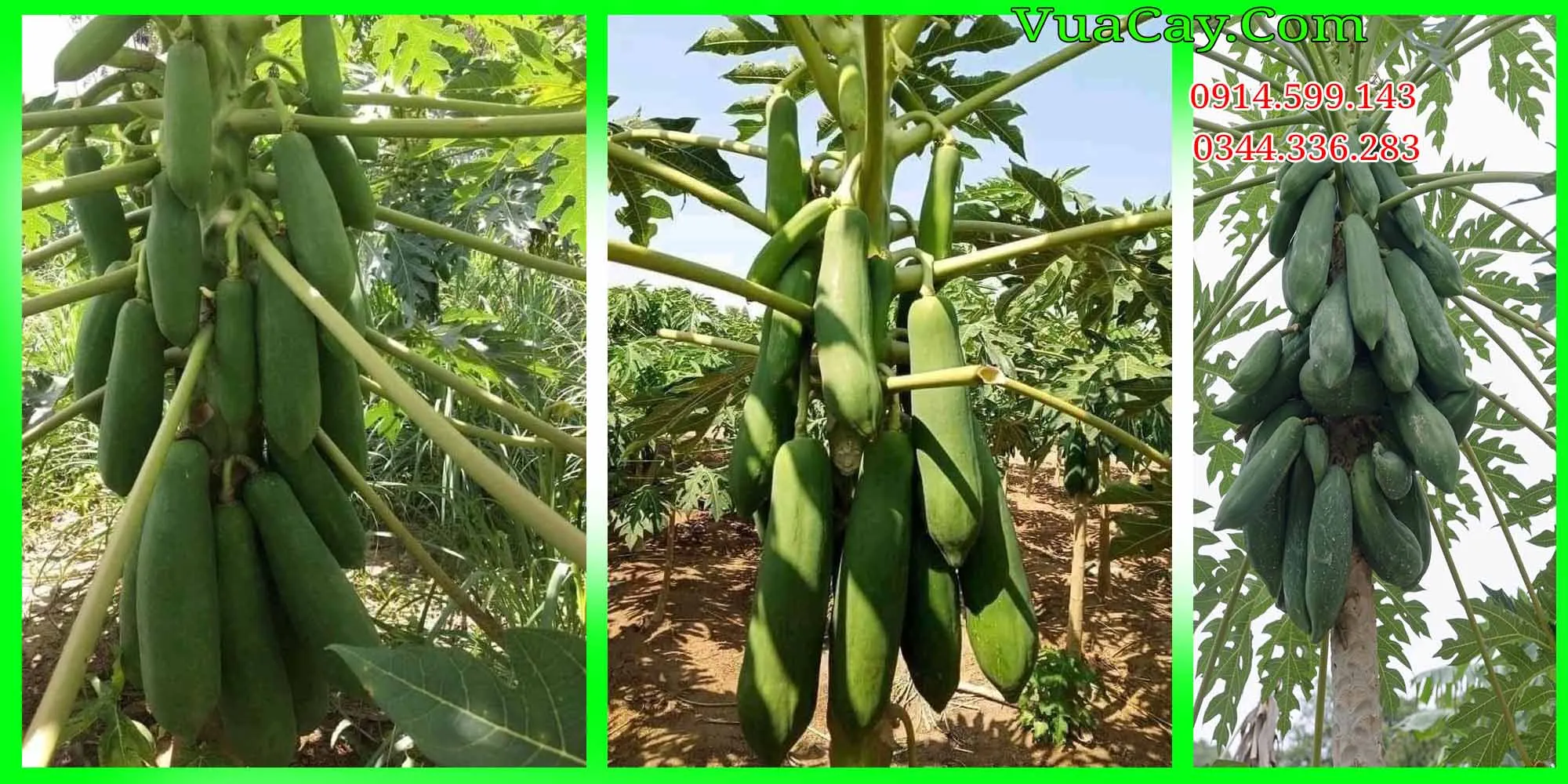 Cây giống đu đủ lùn Thái Lan với chiều cao khiêm tốn, dễ chăm sóc