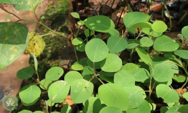 Hạt giống kim tiền thảo cần được xử lý kỹ để tăng tỷ lệ nảy mầm