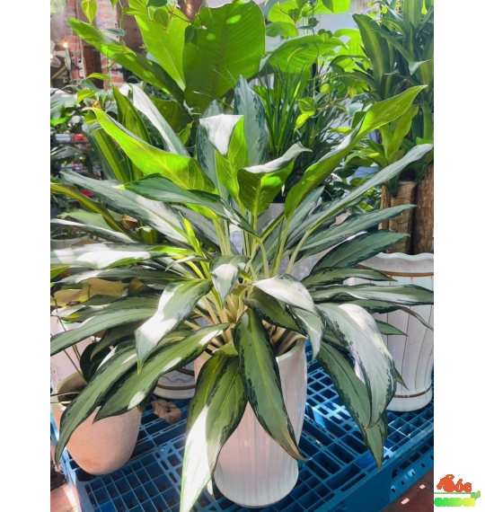 Cây Tài Lộc Để Trong Nhà: Chọn Cây Hợp Mệnh Thổ Mang Vượng Khí