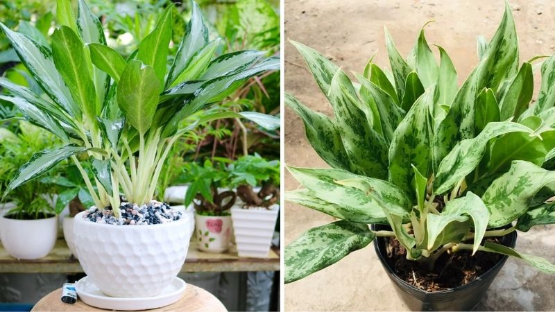 Cây Giữ Tiền Là Cây Gì? Giải Mã Ý Nghĩa Phong Thủy và Chăm Sóc Đúng Cách