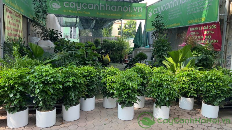 Cây Hạnh Phúc Có Hoa Không: Hướng Dẫn Chi Tiết Từ Chuyên Gia