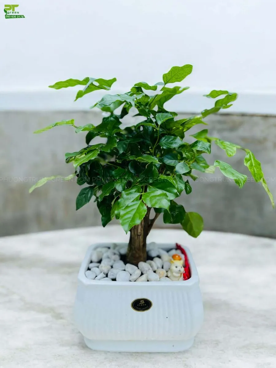 Cây hạnh phúc để bàn trồng trong chậu sứ trắng