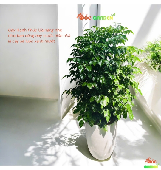 Cây Trồng Trước Cổng Nhà: Bí Quyết Mang Vượng Khí, Tài Lộc Cho Gia Chủ