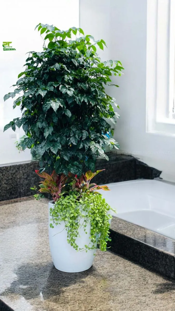 Cây hạnh phúc để sàn loại cây vừa mang một cái tên vô cùng ý nghĩa "hạnh phúc" lại vừa có đặc tính lá xanh và đậm, là một trong những dòng cây cảnh sống trong nhà được nhiều gia đình ưa chọn.