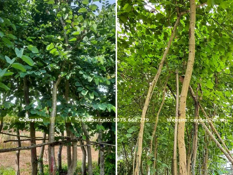 Cây Ban Tím đường kính thân 7 - 10cm đo cách gốc 1m, có đủ cả cây đã dâm ủ và cây bứng thẳng