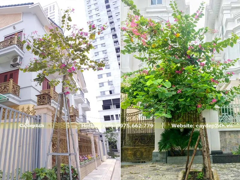 Cây Hoa Ban Tím trồng trước cổng nhà biệt thự