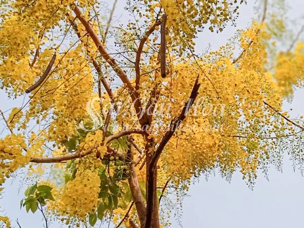 Hàng cây Bò Cạp Vàng tạo cảnh quan thơ mộng cho khu đô thị