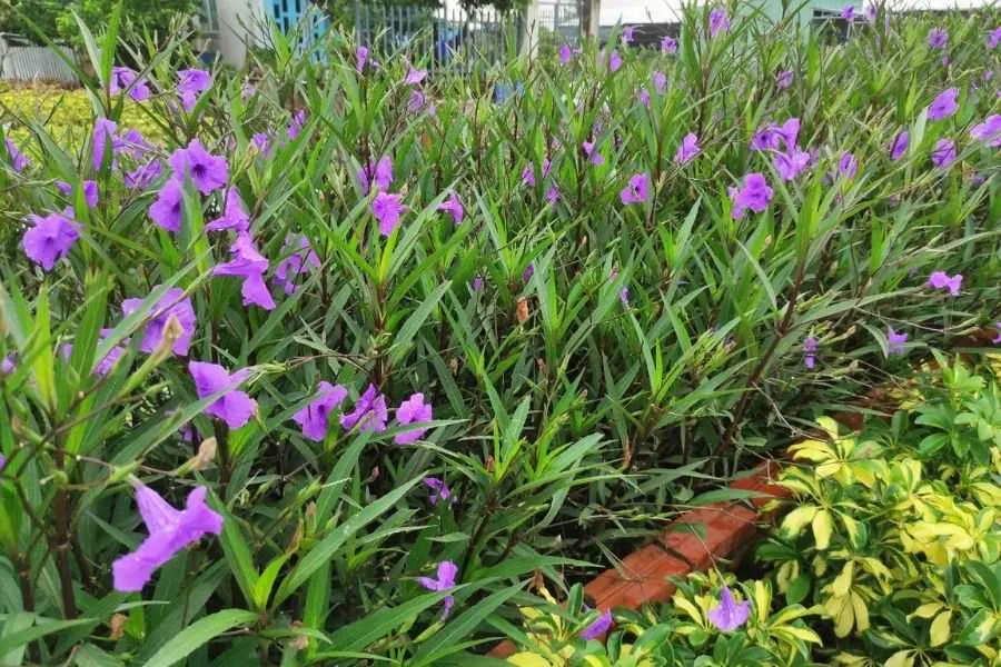 Cây hoa chiều tím